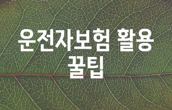 운전자보험 활용 꿀팁