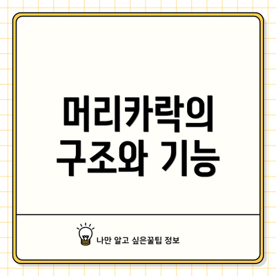 머리카락의 구조와 기능
