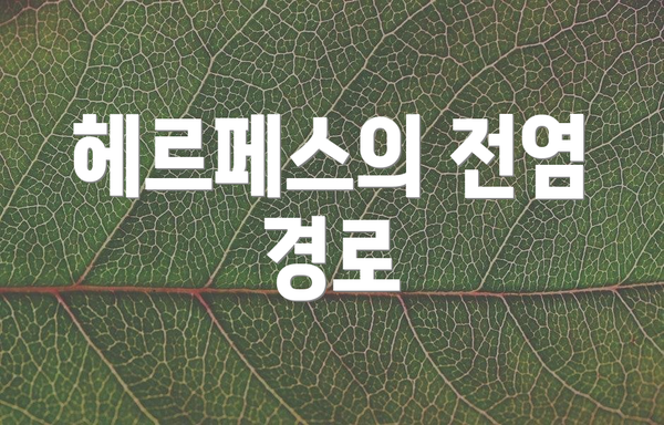 헤르페스의 전염 경로